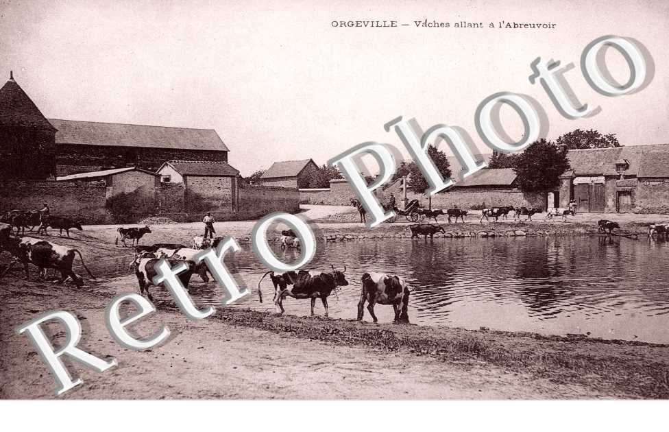 Vaches allant a l'abreuvoir