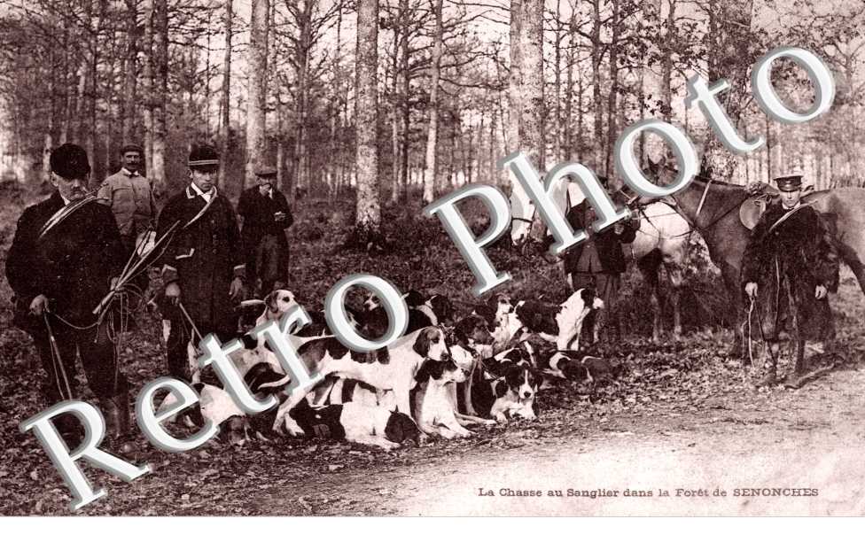 Chasse au sanglier dans la foret