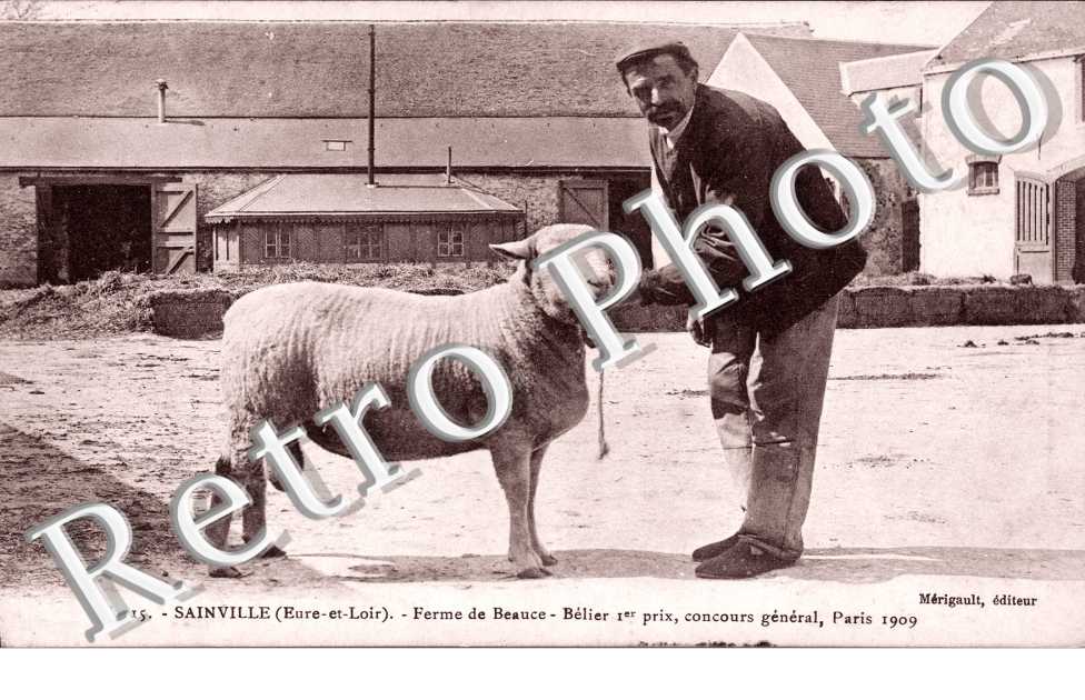 ferme de Beauce, belier 1er prix concours general, Paris 1909