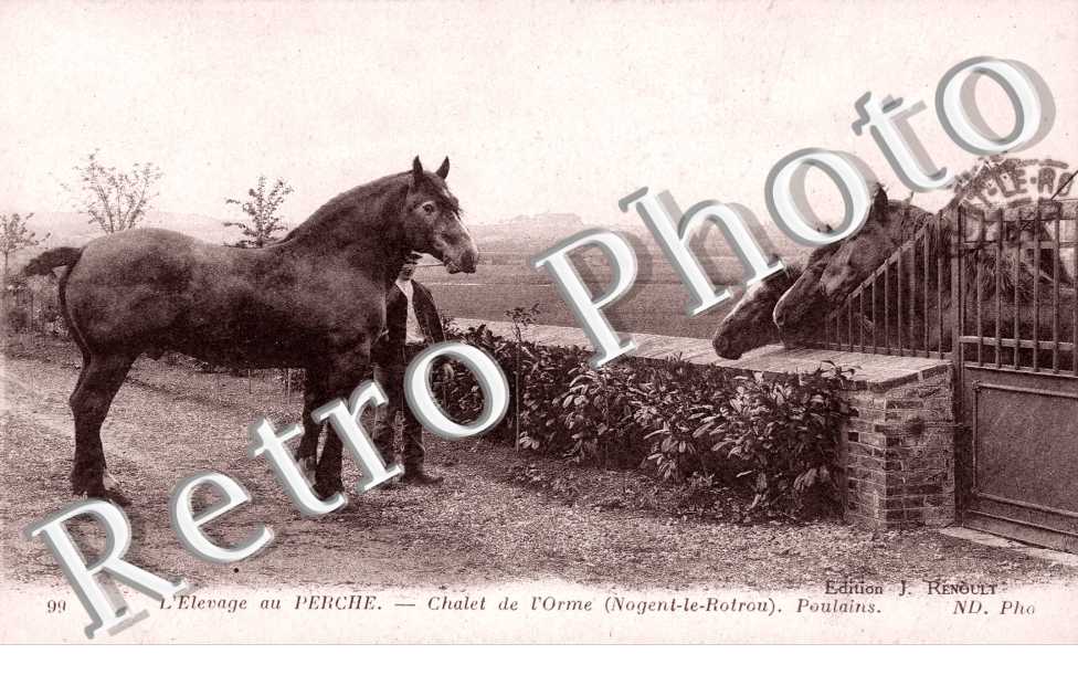 Chalet de l'Orme, Elevage au Perche - Poulains