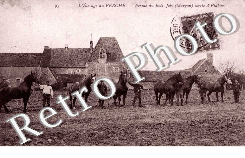 Elevage au Perche - ferme du bois-Joly - sortie d'etalons