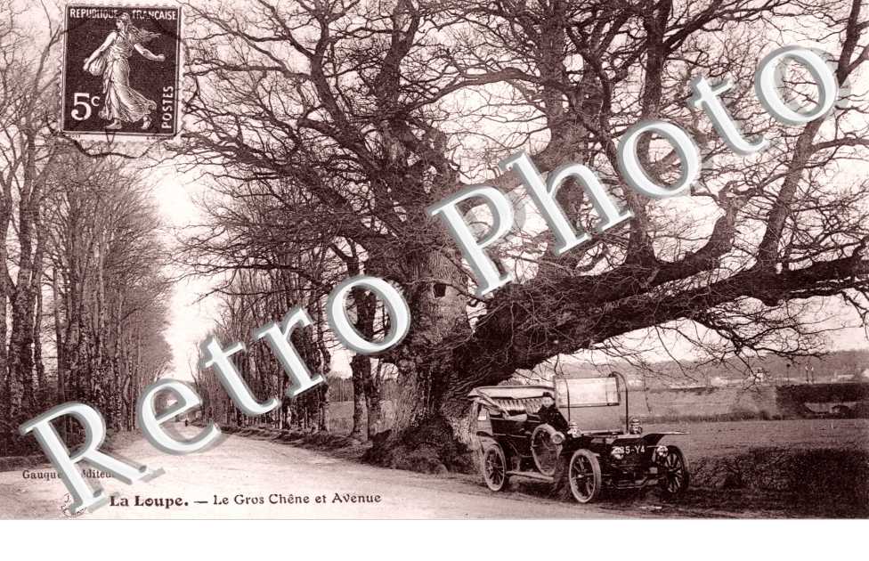 Le gros chene et avenue