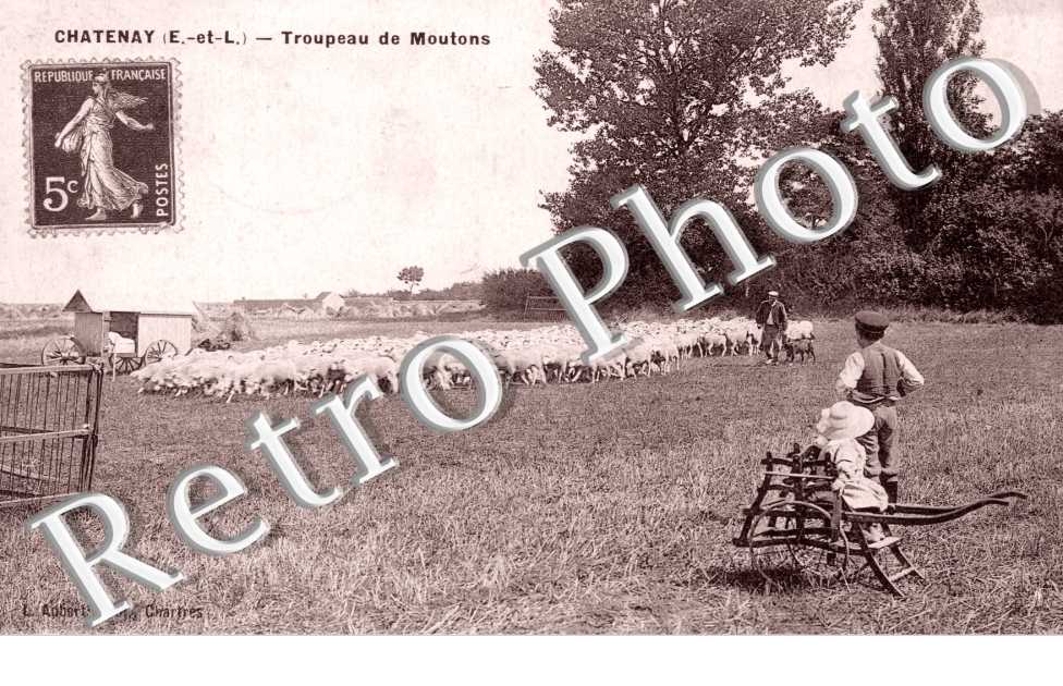 troupeau de Moutons
