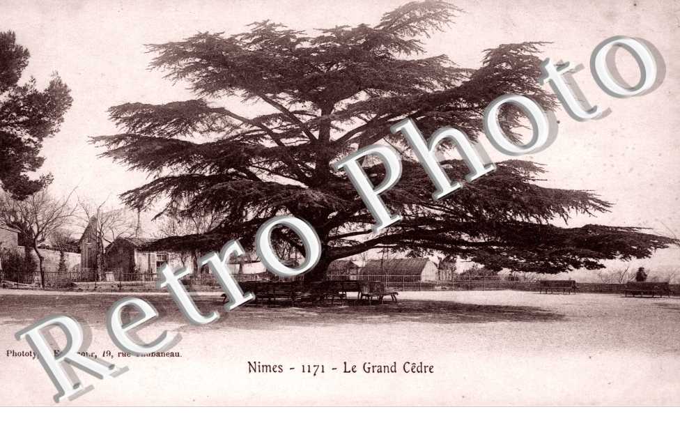 Le Grand Cedre