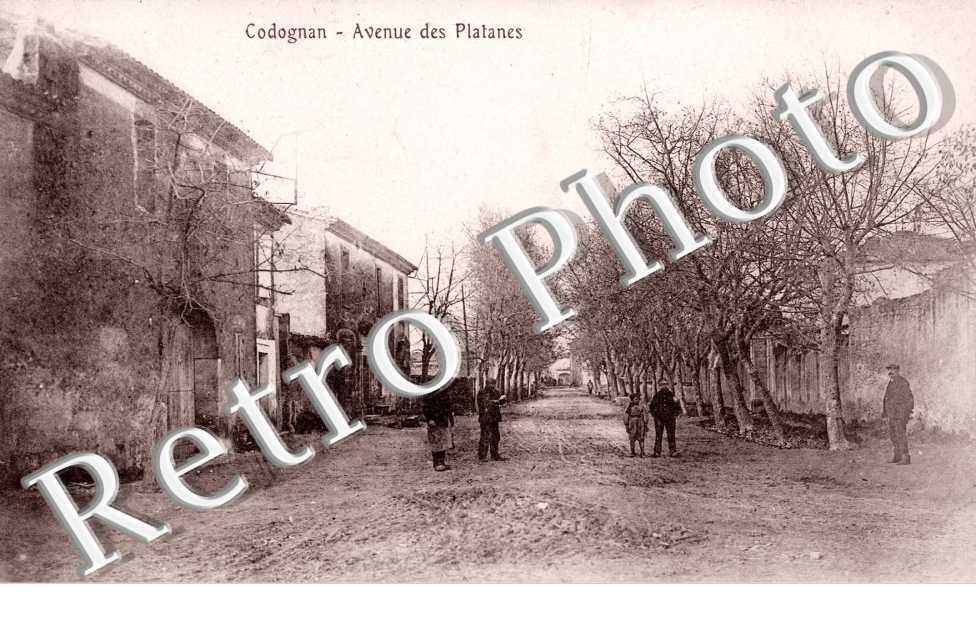 Avenues des platanes