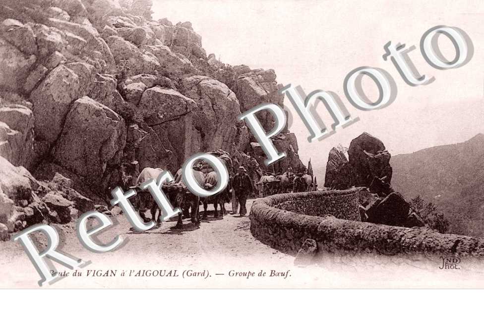 Groupe de boeuf