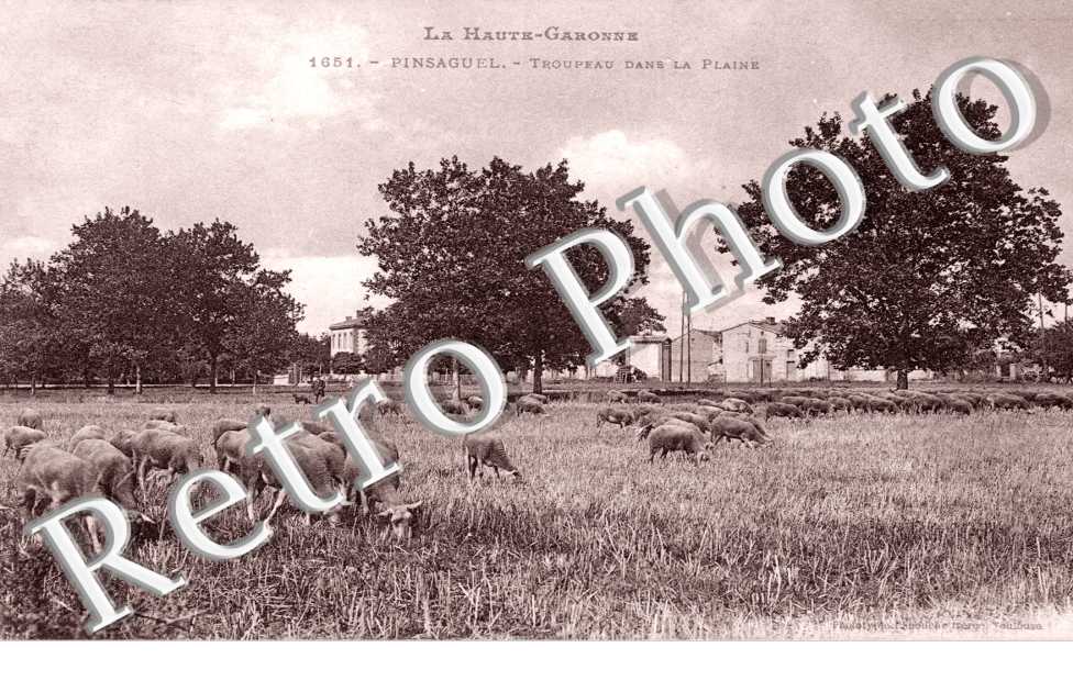 Troupeau dans la plaine