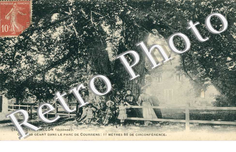 Ormeau geant dans le parc de Courrens