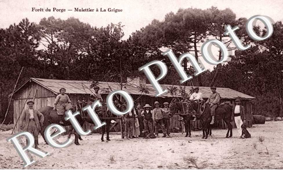 Foret - Mulletier a la Grigne