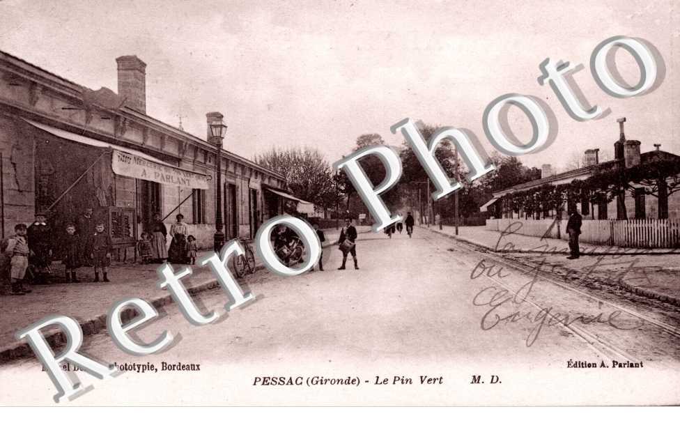 le pin vert