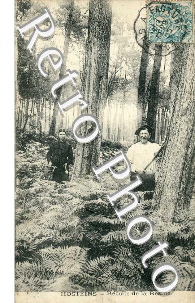 Recolte de la Resine