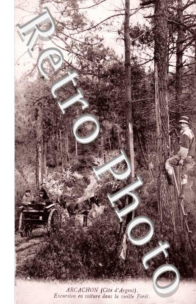 Excursion en voiture dans la vieille foret
