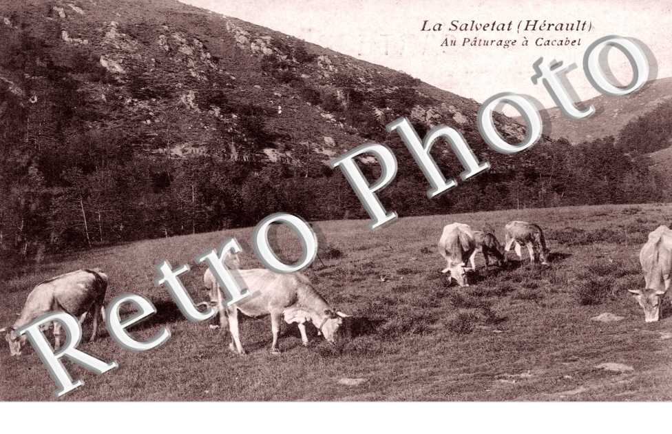 Au Paturage a Cacabet