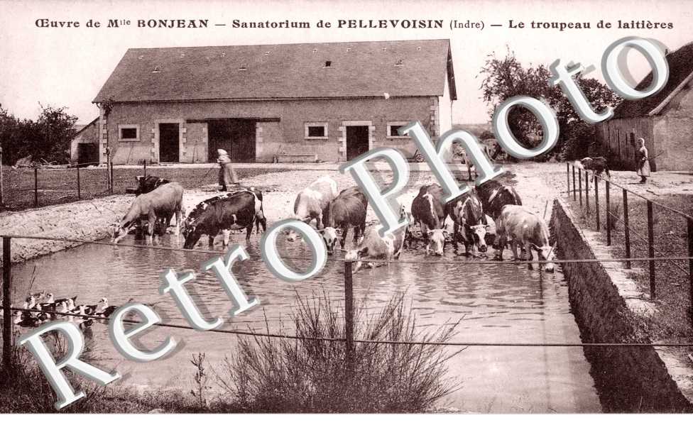 Sanatorium, le Troupeau de laitieres