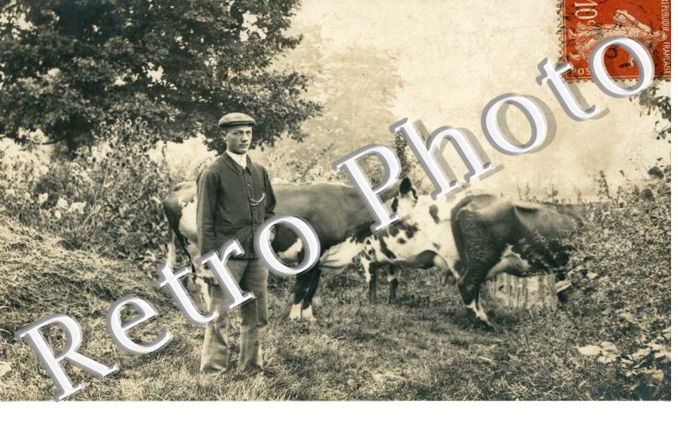 Un Paysan et ses vaches