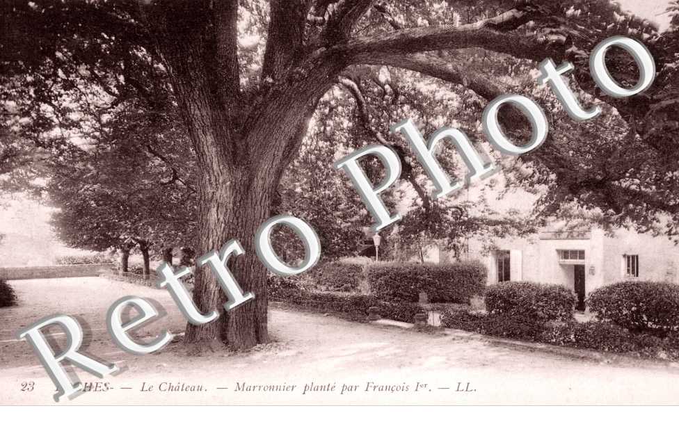 La Manoir, Marronnier plante par Francois I