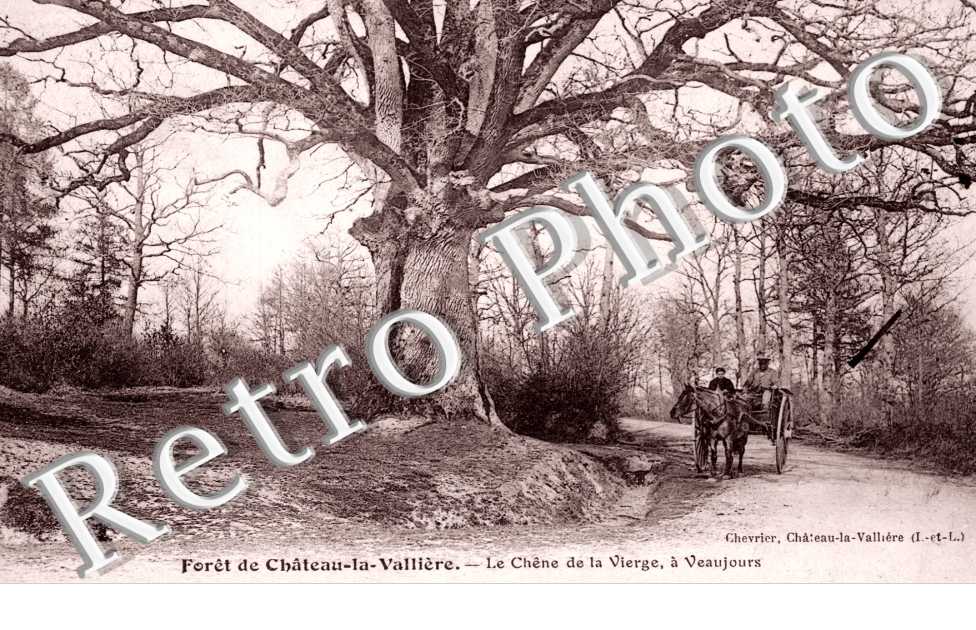 le Chene de la vierge