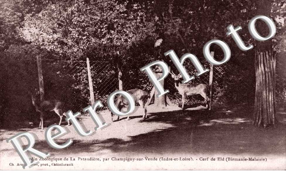Jardin Zoologique - Cerf de Eld