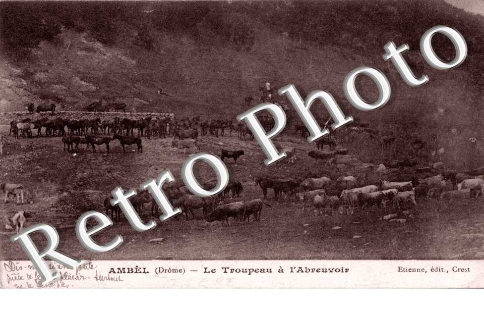 LE TROUPEAU a l'abreuvoir