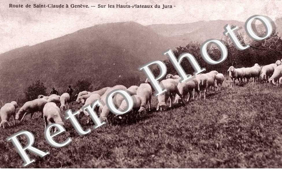 Sur les hauts plateaux du Jura