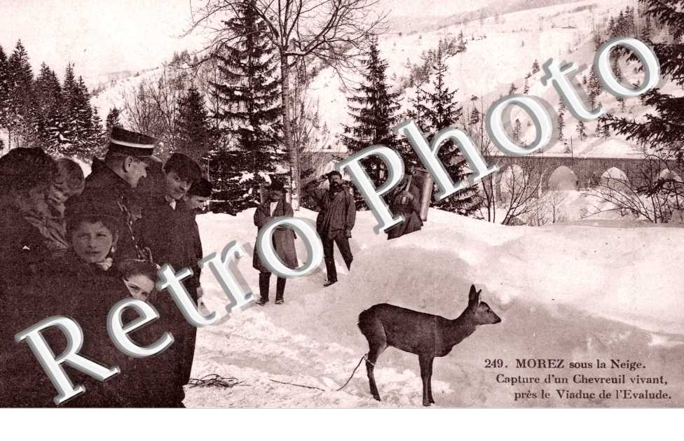 Capture d'un Chevreuil