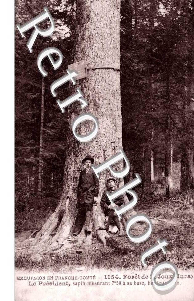 Le President  Foret de La Joux