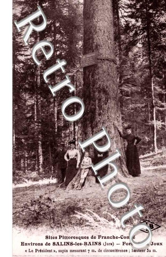 Le President  Foret de La Joux
