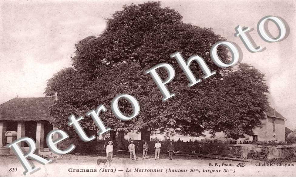 Le marronnier