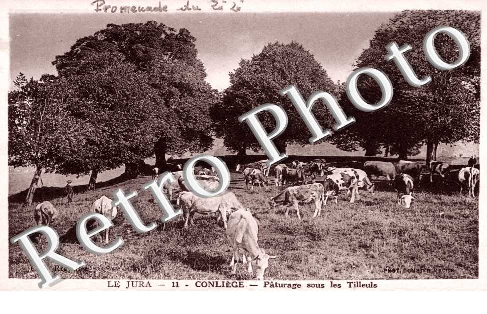 Paturage sous les tilleuls