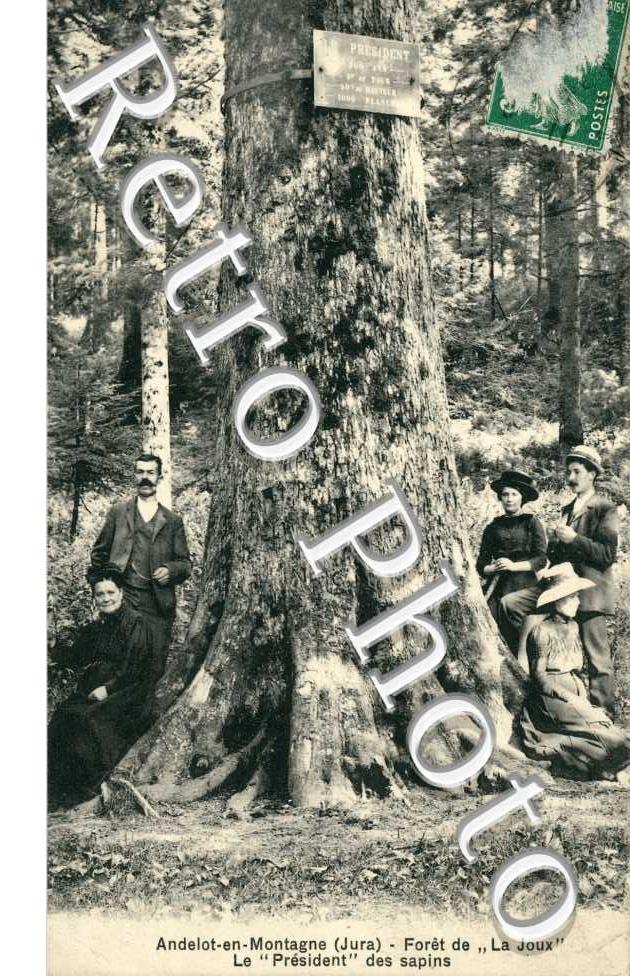 Foret de la Joux, le President des Sapins