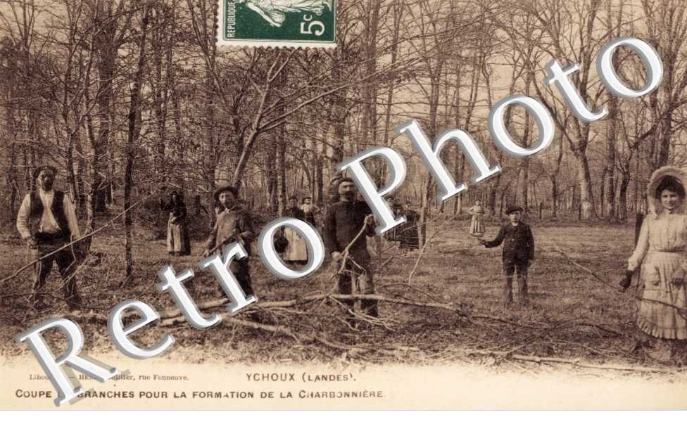 Coupe de branches pour la formation de la charbonniere