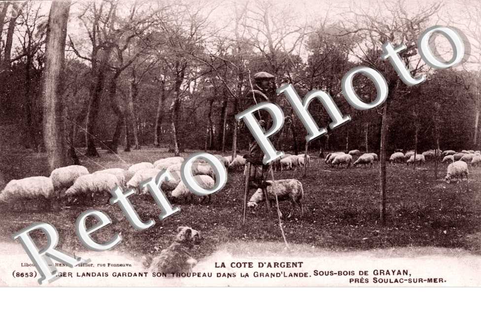 Berger Landais gardant son troupeau dans la Grand'Lande sous-bois de Grayan