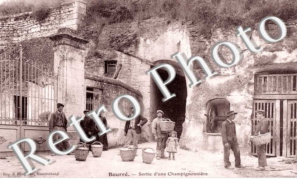 sortie d'une champignonniere