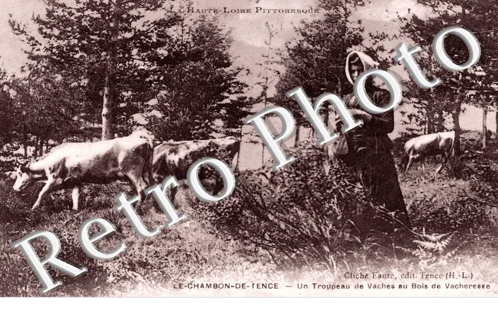 chambon sur tence, un troupeau de vaches au bois de vacheresse