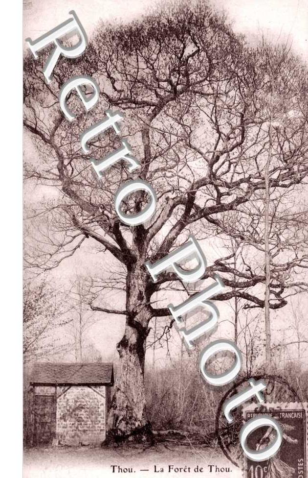 La Foret, le Chene Pisseux