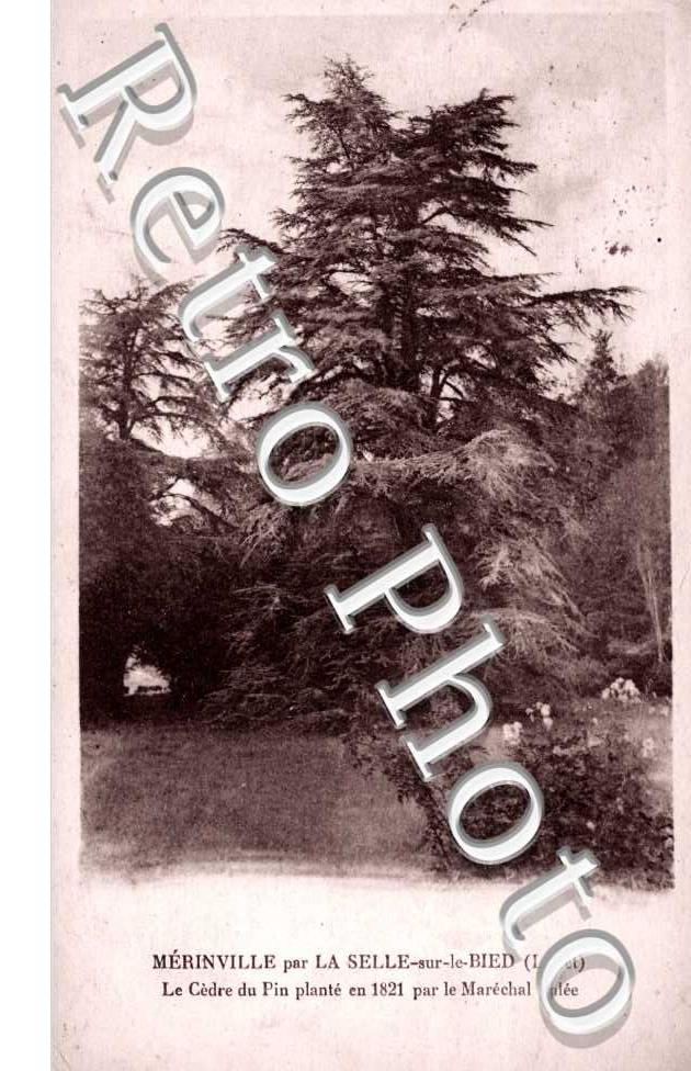 le cedre du pin plante en 1821