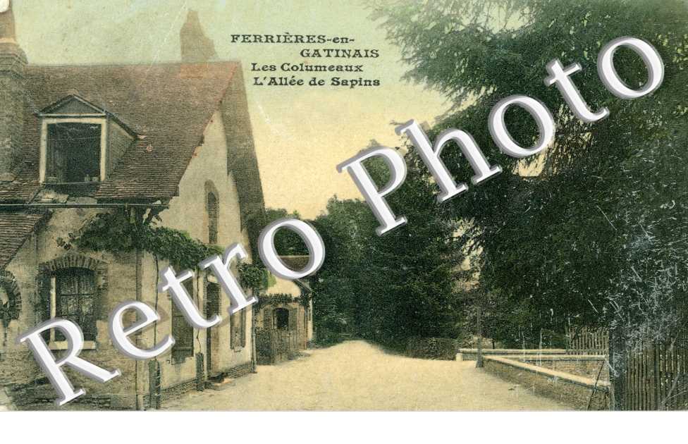 les Collumeaux, l'allee de sapins (couleur)