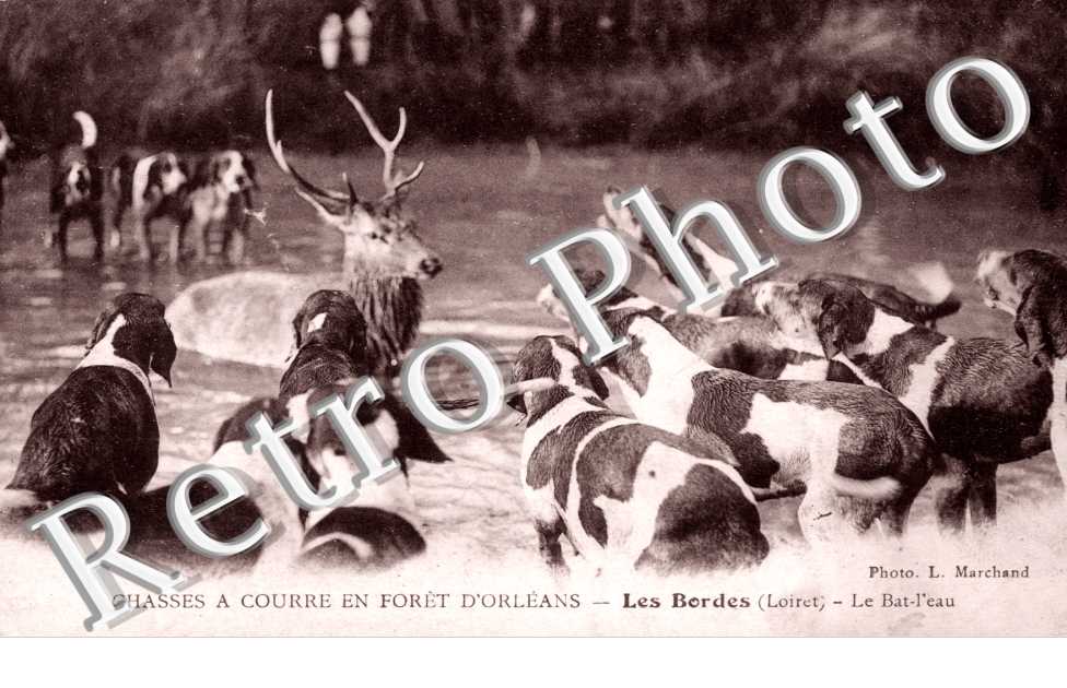 chasse a courre en foret d'Orleans