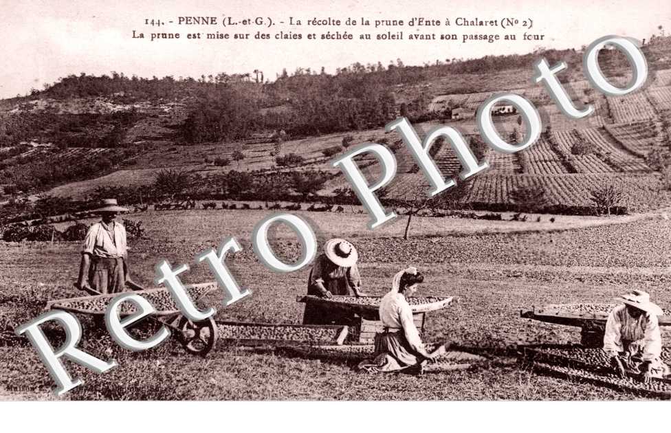La Recolte de la Prune d'Ente a Chalaret