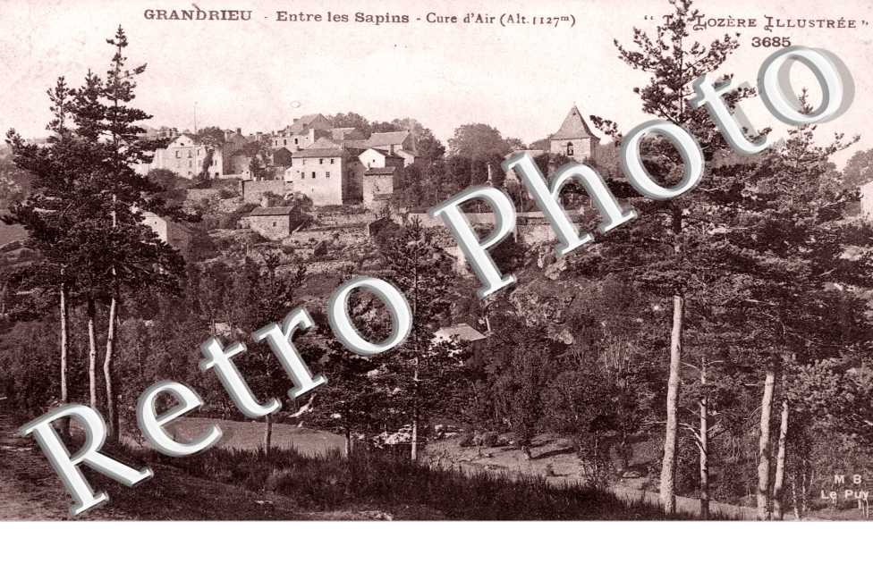 entre les sapins