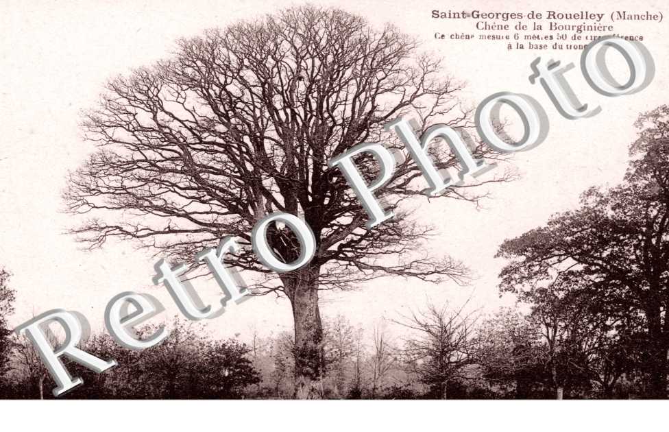 Chene de la Bourginiere