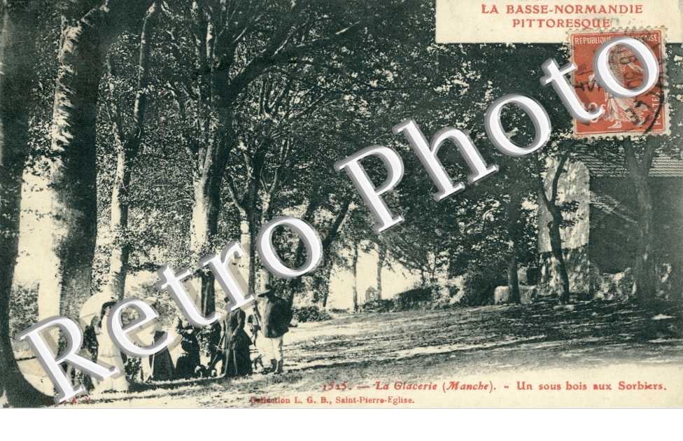 Un sous bois aux Sorbiers