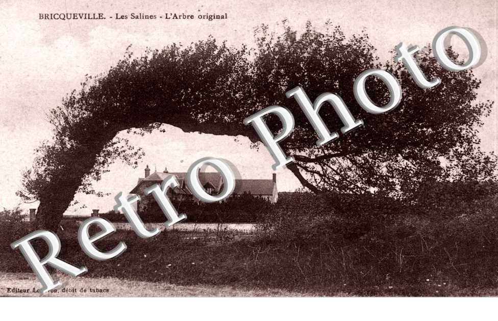 les Salines, l'arbre original