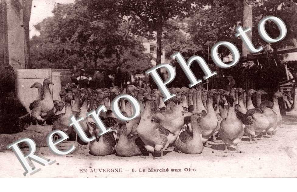 Le Marche aux Oies