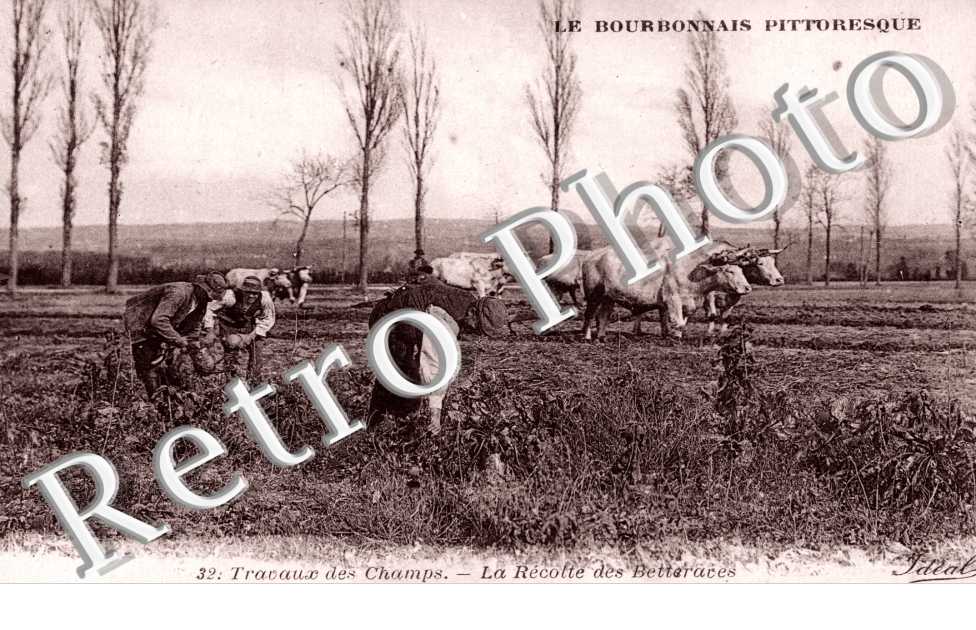 Travaux des champs - la recolte des Betteraves