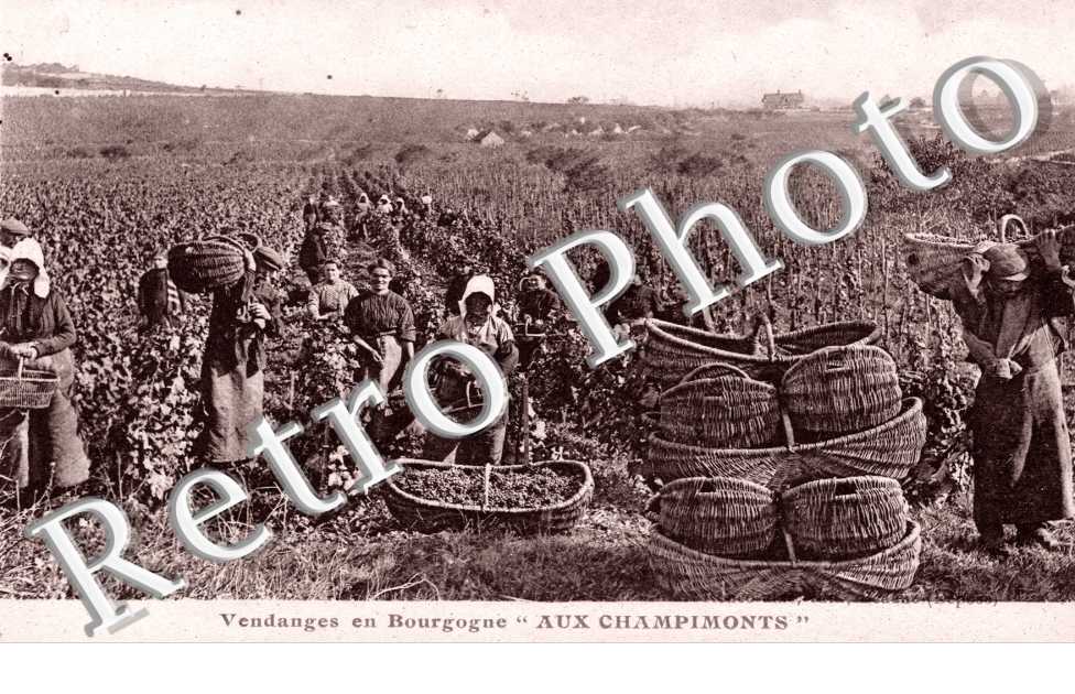 Vendanges, "Aux Champimonts"