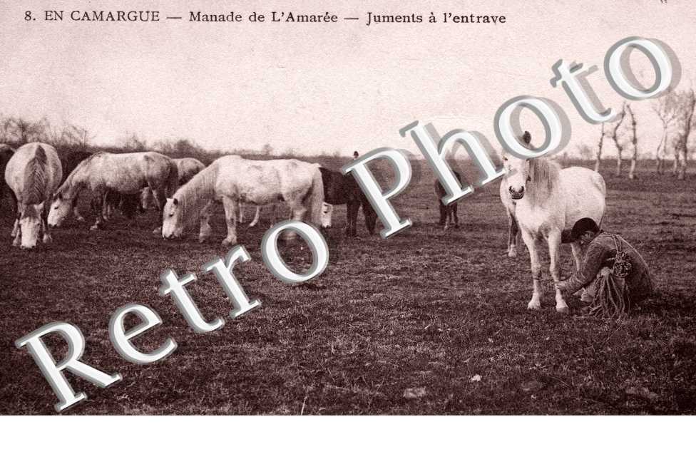 Manade de l'Amaree, Juments a l'entrave