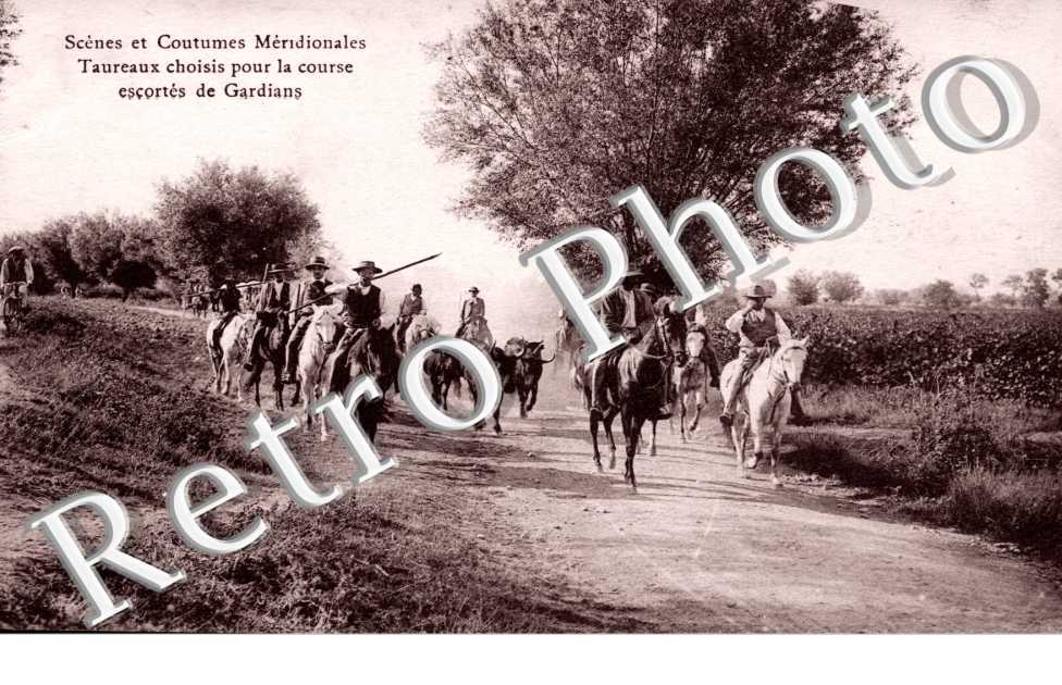 Taureaux choisis pour la course escortes de Gardians