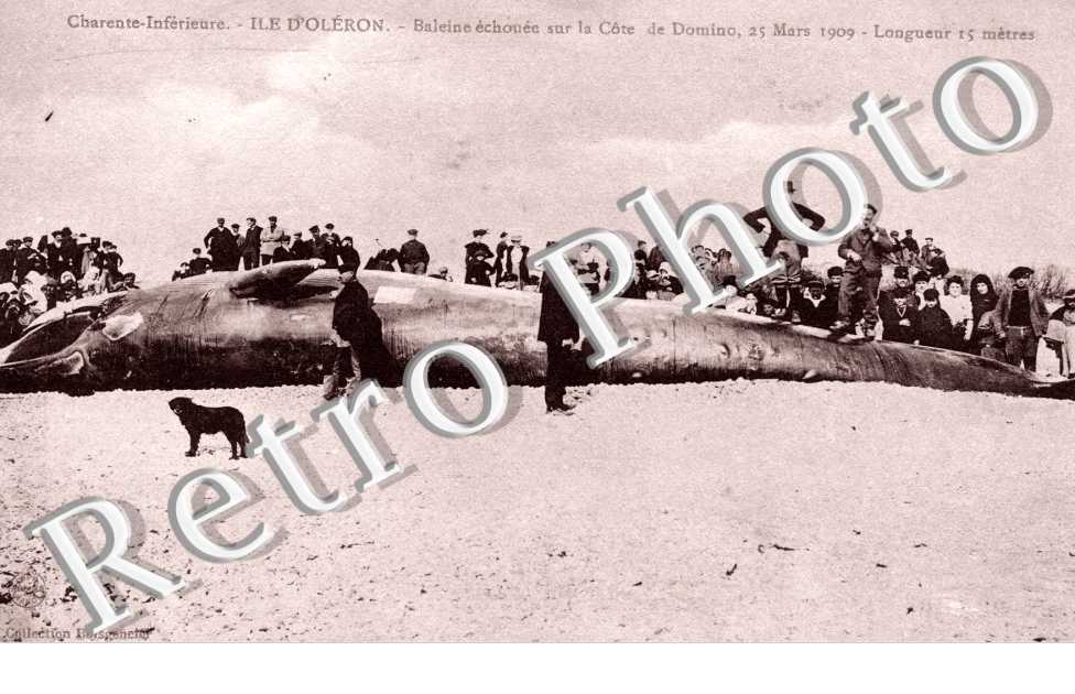 Baleine echouee sur la cote de Domino 25 mars 1909