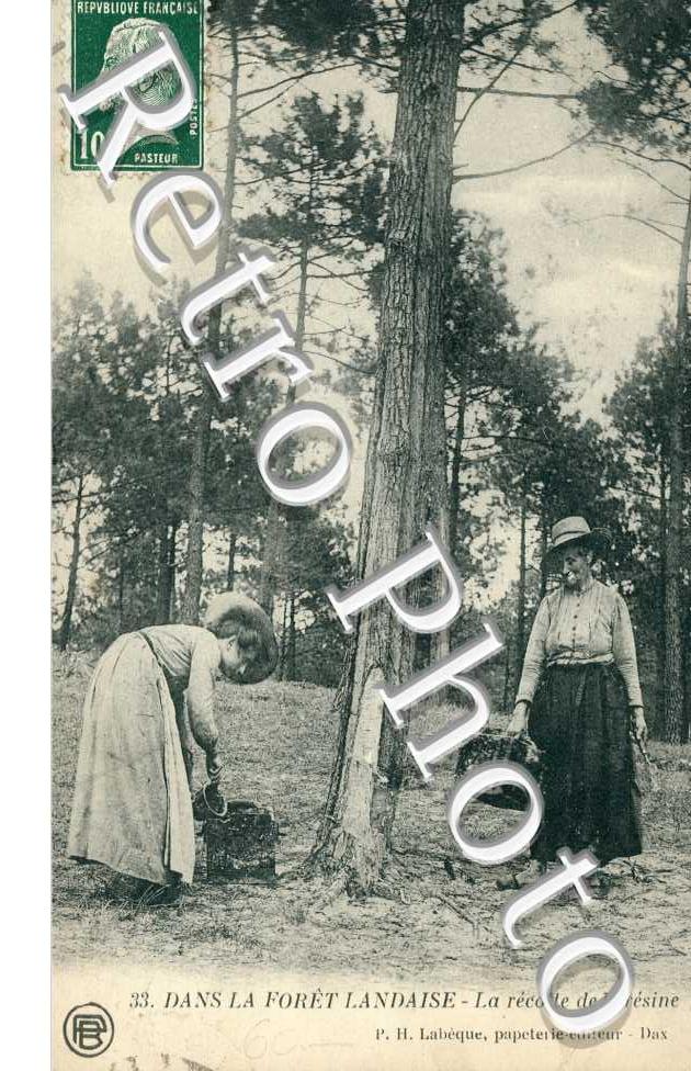 la recolte de la resine
